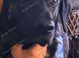 Castro Laboreiro (Portuguese Cattle Dog)