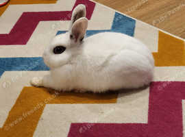 Male young blanc de hotot cross lionhead