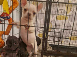 5 french bull dogs for sale