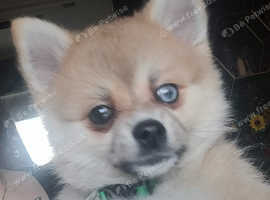 Arctic Spitz Pomsky Pomeranian x Husky
