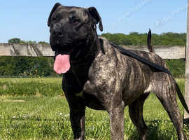 Presa Canario Puppies For Sale