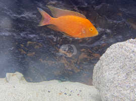 African cichlid peacock OB