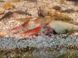 Cherry shrimps random mix