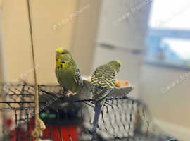 English Female Budgie& American Male budgie for sale with cage and everything.