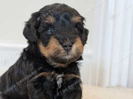 Adorable Schnoodle puppies