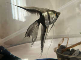 Veil Tail Silver Angel Fish