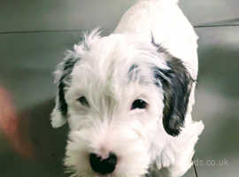 Sealyham Terrier Puppies- 2 boys remaining READY NOW