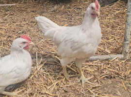 Leghorn Cross Roosters
