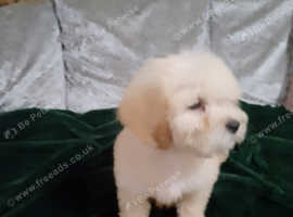 Miniature poodle puppies