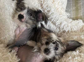 Chinese Crested Hairless Puppies boys