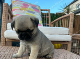 7 beautiful Pug puppies KC reg ready 16th may.