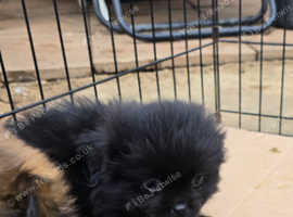 Pekepom  beivermaltipom  puppies for sale.