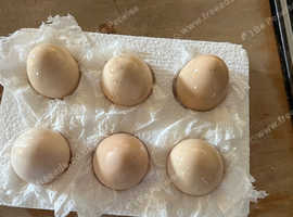 6 buff Orpington hatching eggs