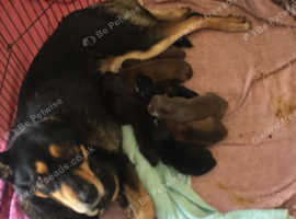 Siberian husky cross rottweiler puppies hot sale for sale