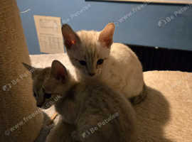 Male Snow Savannah Kitten
