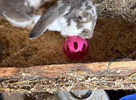 Giant French lop x Continental doe 10 months
