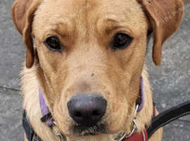 Female red labrador