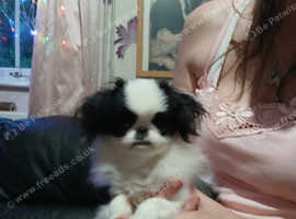 Kc reg, Japanese chin