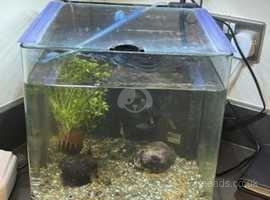 22l fish tank setup with fish