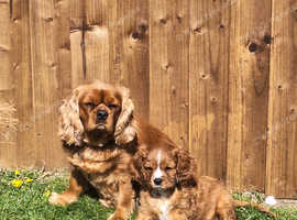 Ruby red male Cavalier King Charles