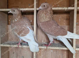 For sale a pair pouter Pigeons