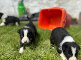 Beautiful border collie puppies