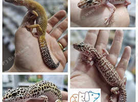 Leopard Geckos