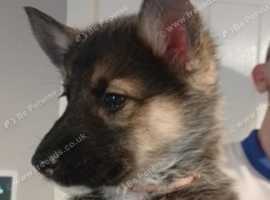 Shepsky puppies