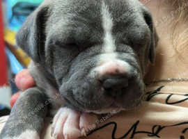 Stunning litter of american bulldog puppies