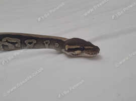 Female ball python with full set up