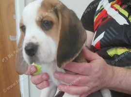 Beautiful Beagle Puppies for sale