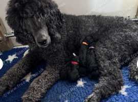 KC STANDARD POODLE FULLY HEALTH TESTED PARENTS
