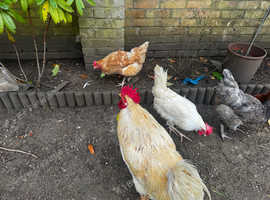 Group of Egg Laying Chickens with a Rooster