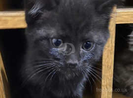 4 beautiful kittens looking for their forever homes