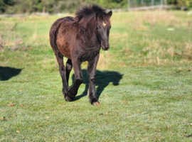 Fell yearling filly