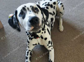 6 month old Dalmatian