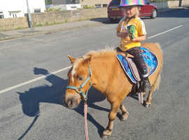 Perfect little pony