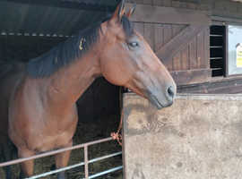 Well bred ex racehorse