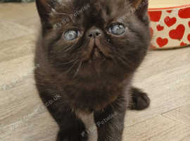One GCCF registered black Exotic shorthair boy kitten
