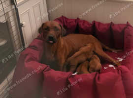 KC Rhodesian Ridgeback Puppies New Blood Line to UK