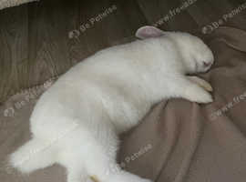 New Zealand rabbit sold with EVERYTHING
