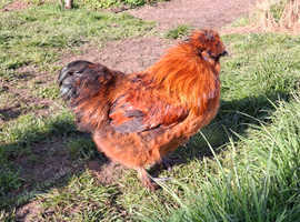5 Silkie Cockerels Need Rehoming ASAP.