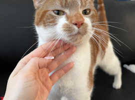 Gorgeous ginger and white male kitten for adoption