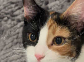 Cally