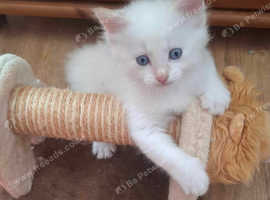 Siberian/ Ragdoll white wonderful boy!