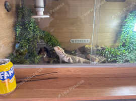 Male bearded dragon