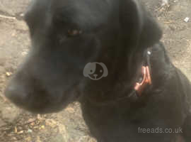 Grey labs for sale best sale near me