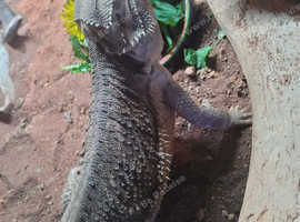 Female Bearded Dragon - Turnip