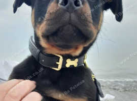4 month old puppy for sale good pedigree , KC registered , from a very good bloodline and one of the best kennels in the country at breeding rottweile