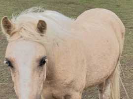Palomino yearling